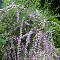 Buddleja alternifolia P2D